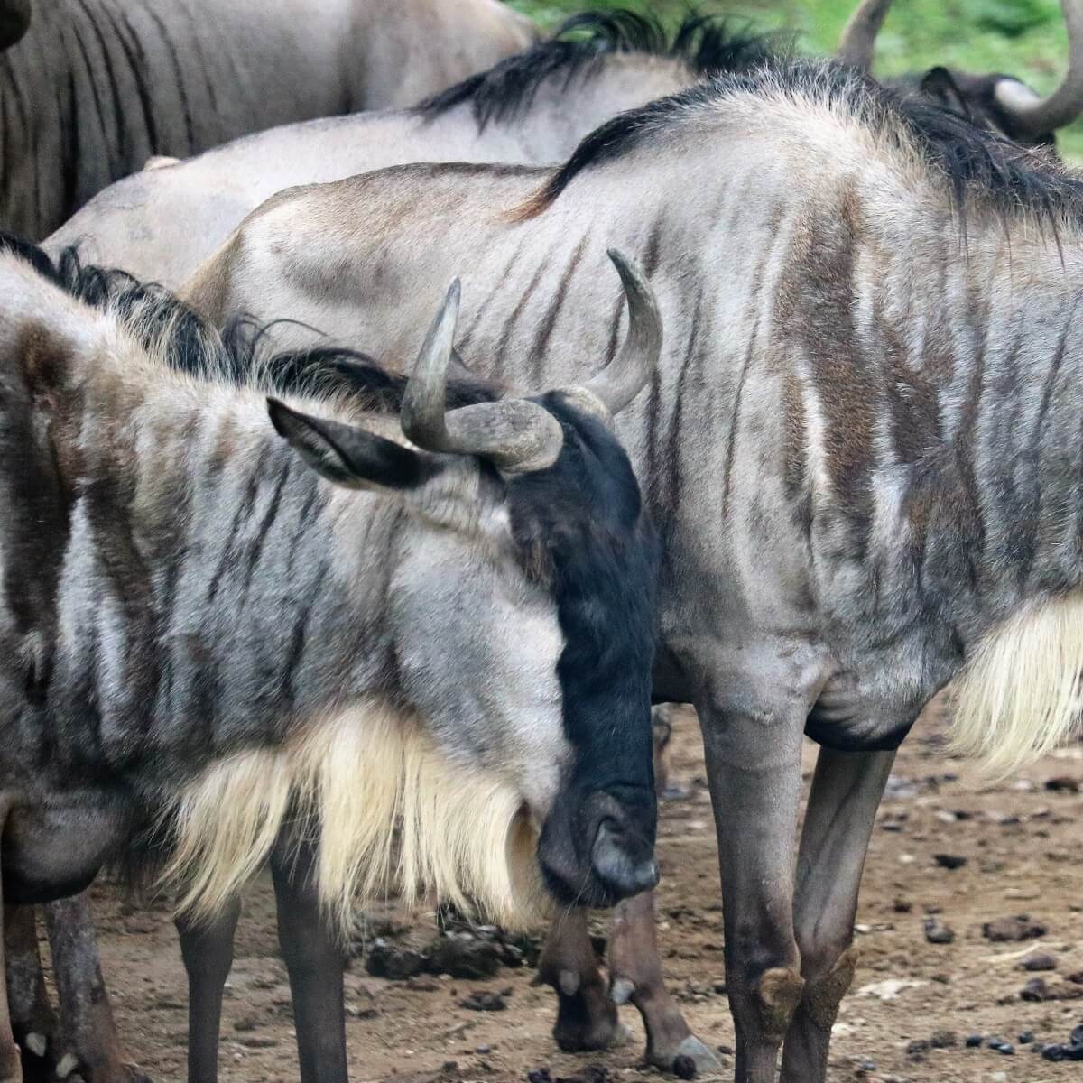 姫路でサファリ 動物いっぱいセントラルパークのアクセスと動物紹介 Zoo Zoo Diary