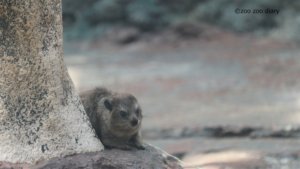 長崎バイオパーク　ケープハイラックス