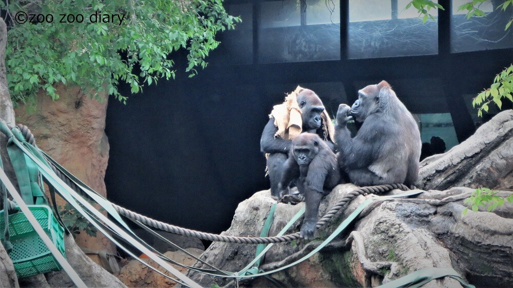 上野動物園 ゴリラの親子