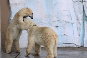 上野動物園　ホッキョクグマ　デアとイコロ