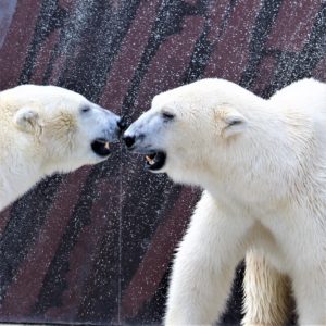 ジャガーとヒョウの違いは 知っておきたい動物の特徴や見分け方 Zoo Zoo Diary 動物園と豆知識