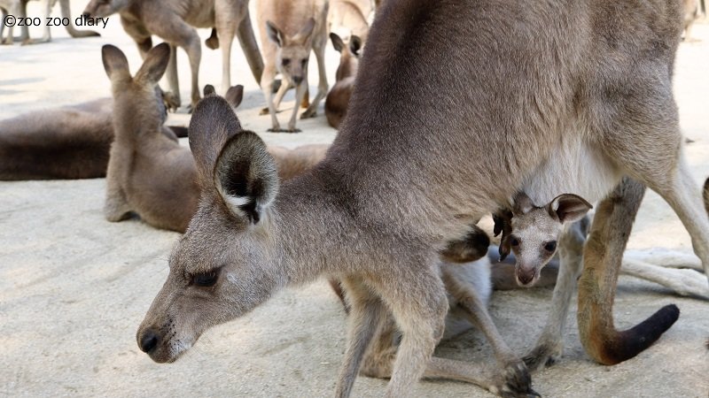 ひびき動物ワールド　カンガルーの赤ちゃん