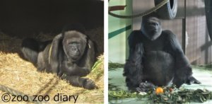 王子動物園　ゴリラ