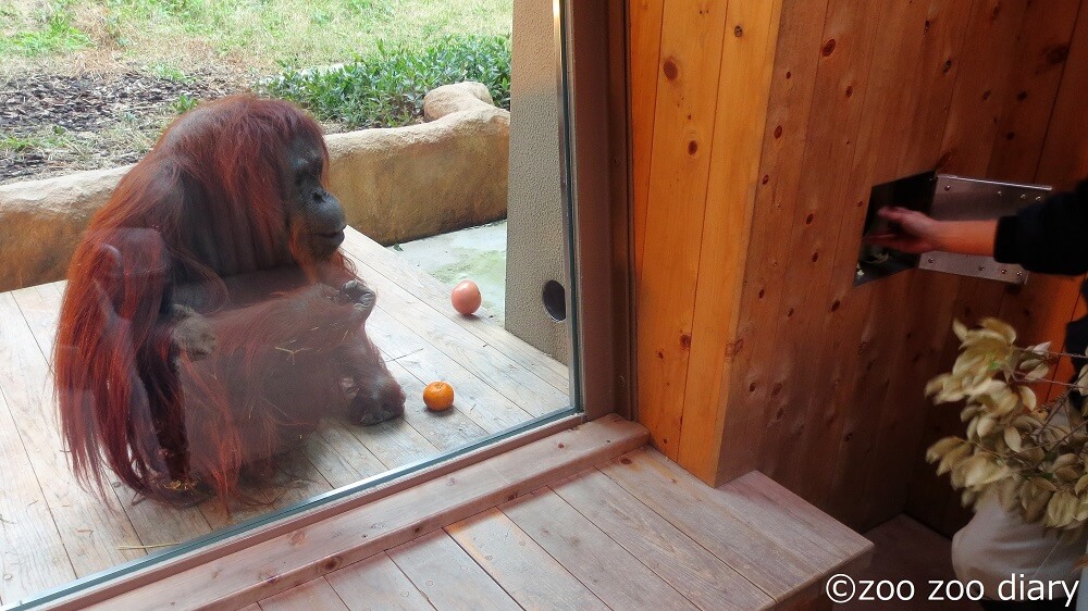 福岡市動物園 オランウータン