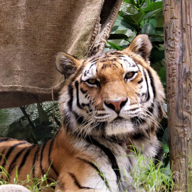 ライオンもトラもカバも 福岡市動物園情報をお届け Zoo Zoo Diary 動物園と豆知識