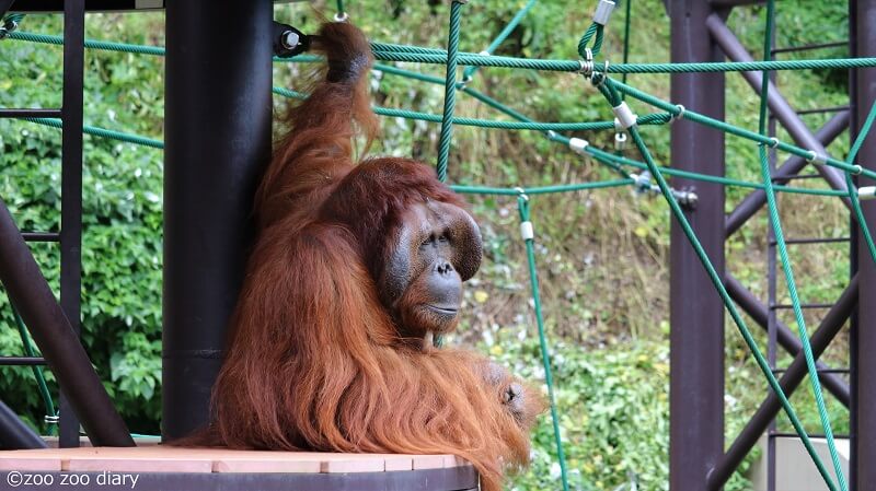 福岡市動物園 オランウータン ミミ Zoo Zoo Diary