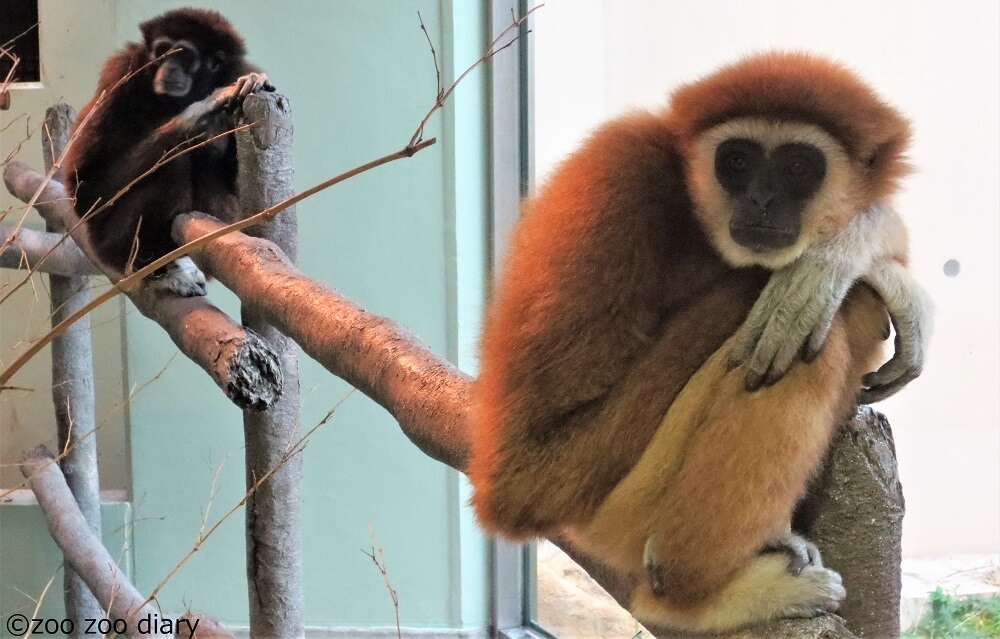 福岡市動物園 テナガザル