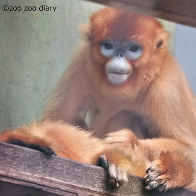 中国三大珍獣やユキヒョウに会える カリフォルニアの動物園 Zoo Zoo Diary 動物園と豆知識