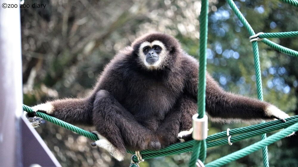 福岡市動物園 タキ テナガザル 福岡市動物園 タキ テナガザル