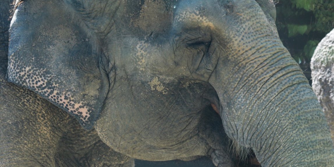 福岡市動物園 ゾウ はな子
