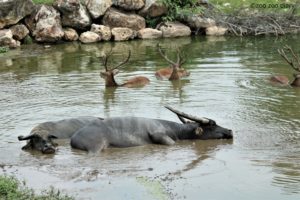 山口県美祢市秋吉台サファリランド　スイギュウ