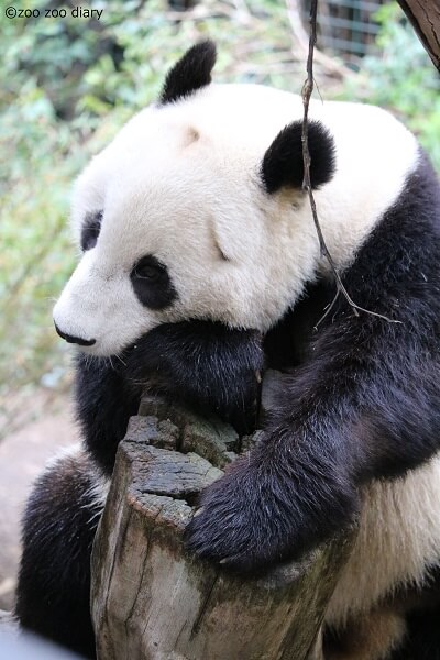 サンディエゴ動物園 パンダ