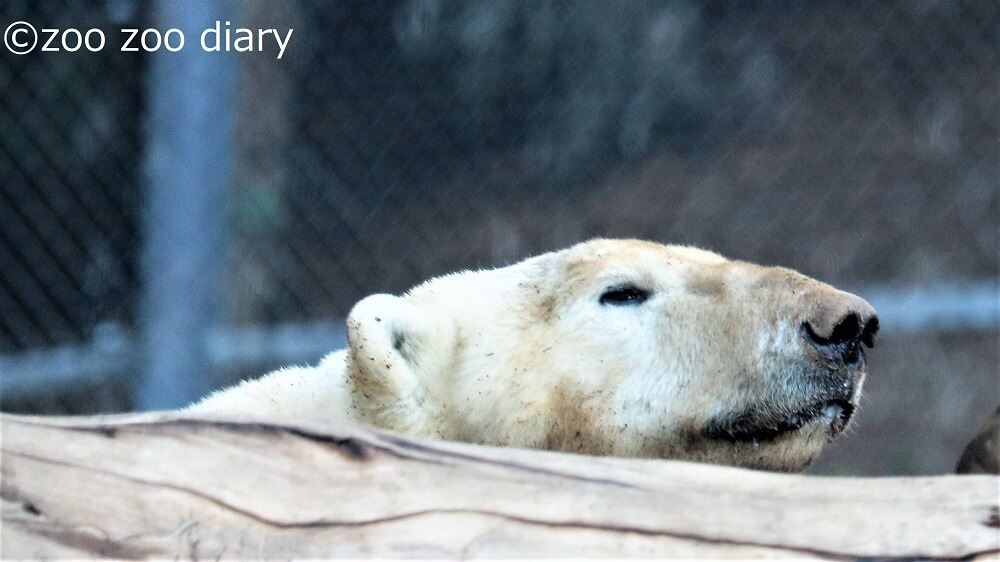 サンディエゴ動物園　ホッキョクグマ