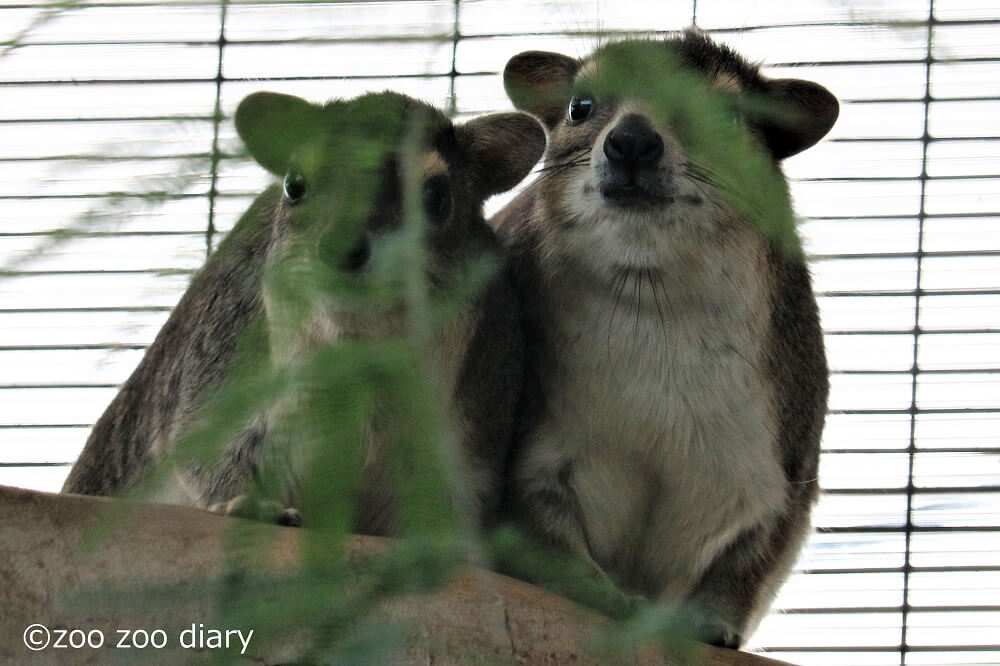 サンディエゴ動物園 ケープハイラックス