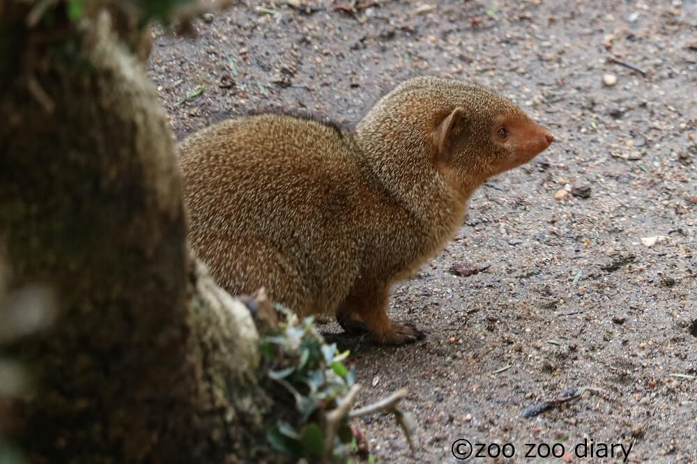 サンディエゴ動物園 ドワーフマングース