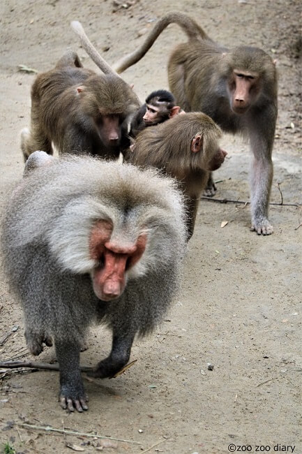 サンディエゴ動物園 マントヒヒ