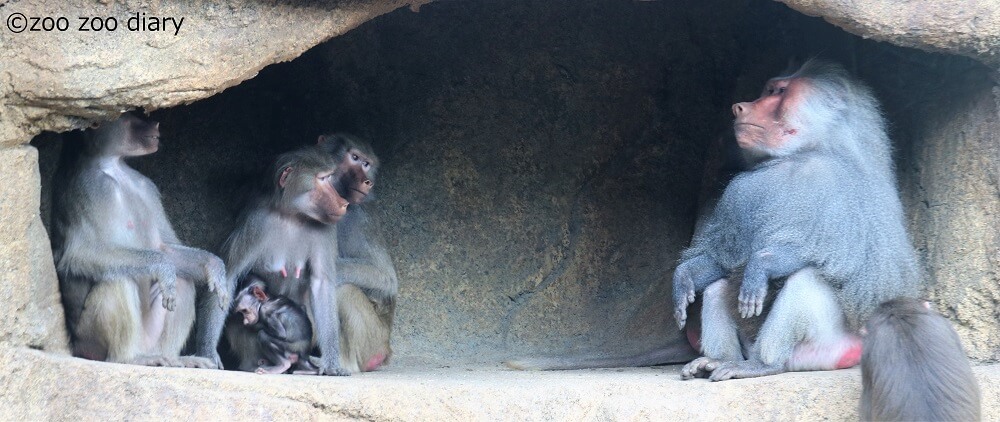 サンディエゴ動物園 マントヒヒ