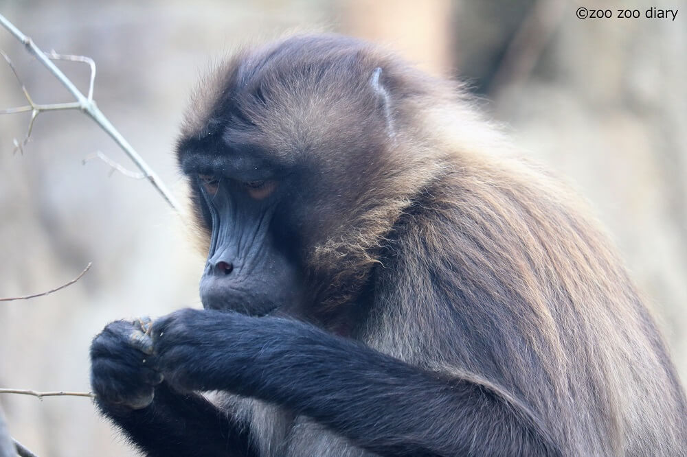 サンディエゴ動物園 ゲラダヒヒ
