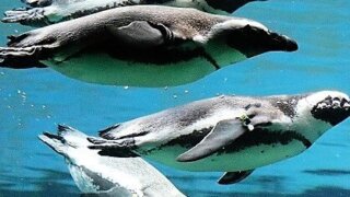 サンディエゴ動物園 ケープペンギン