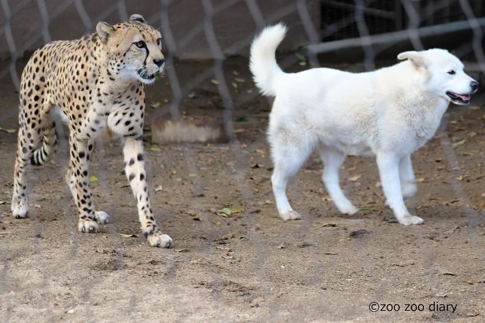 チーターとイヌは親友 サンディエゴでタスマニアデビルとコアラに接近 Zoo Zoo Diary 動物園と豆知識
