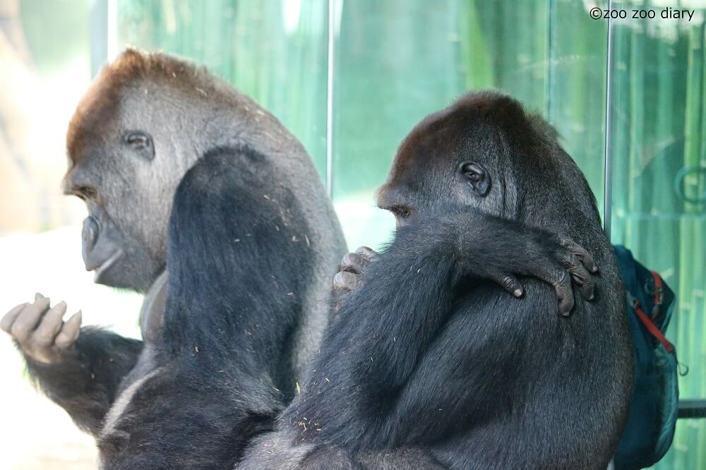 サンディエゴ動物園 ゴリラ