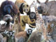 zoo zoo diary
