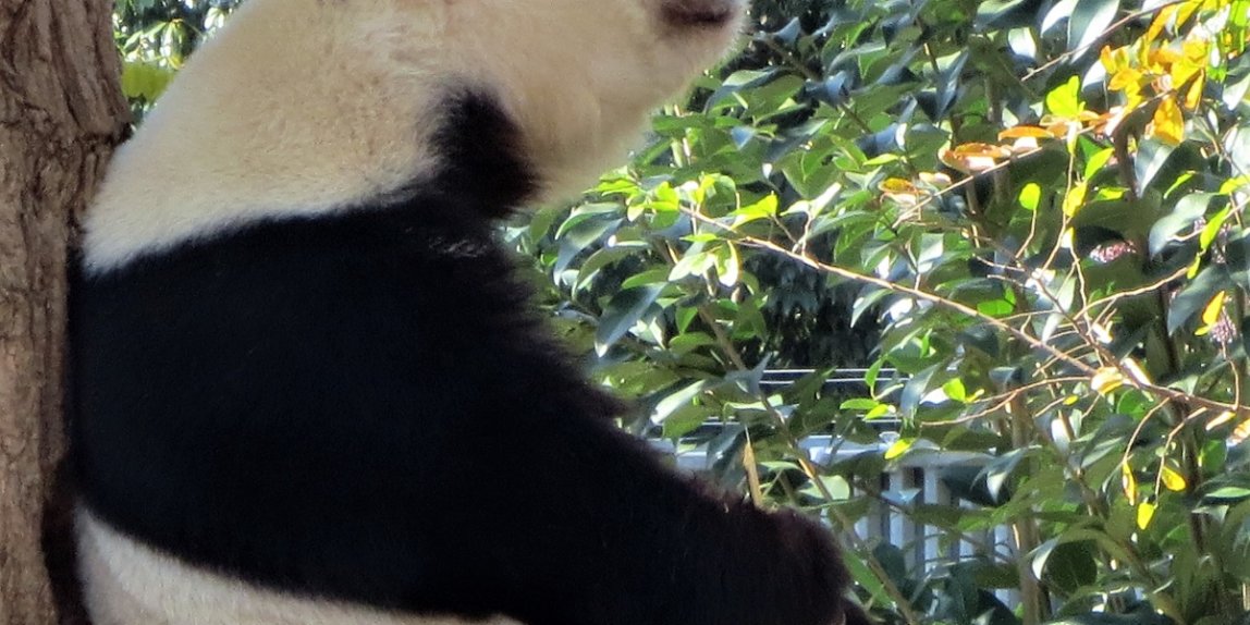 王子動物園 パンダ タンタン