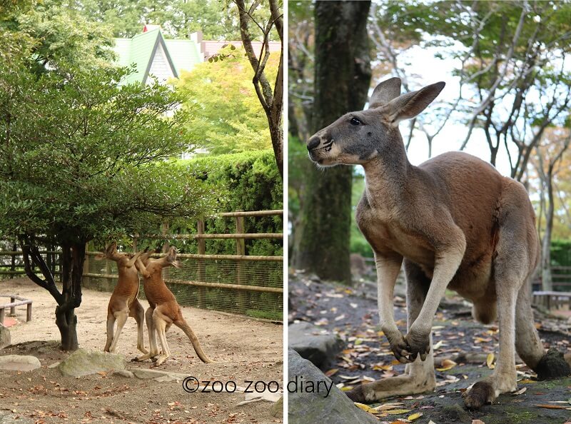 九州自然動物公園アフリカンサファリ　カンガルー