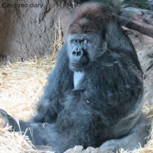 上野動物園 ハオコ 上野動物園 ハオコ