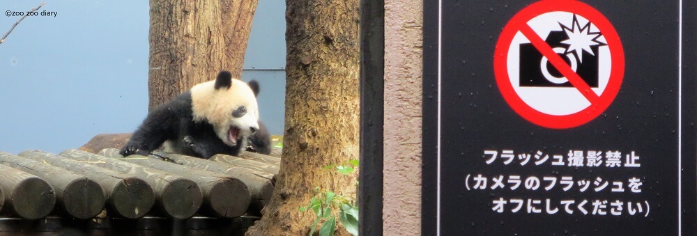 上野動物園　パンダの赤ちゃん　シャンシャン