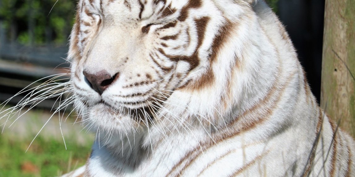 平川動物園 ホワイトタイガー