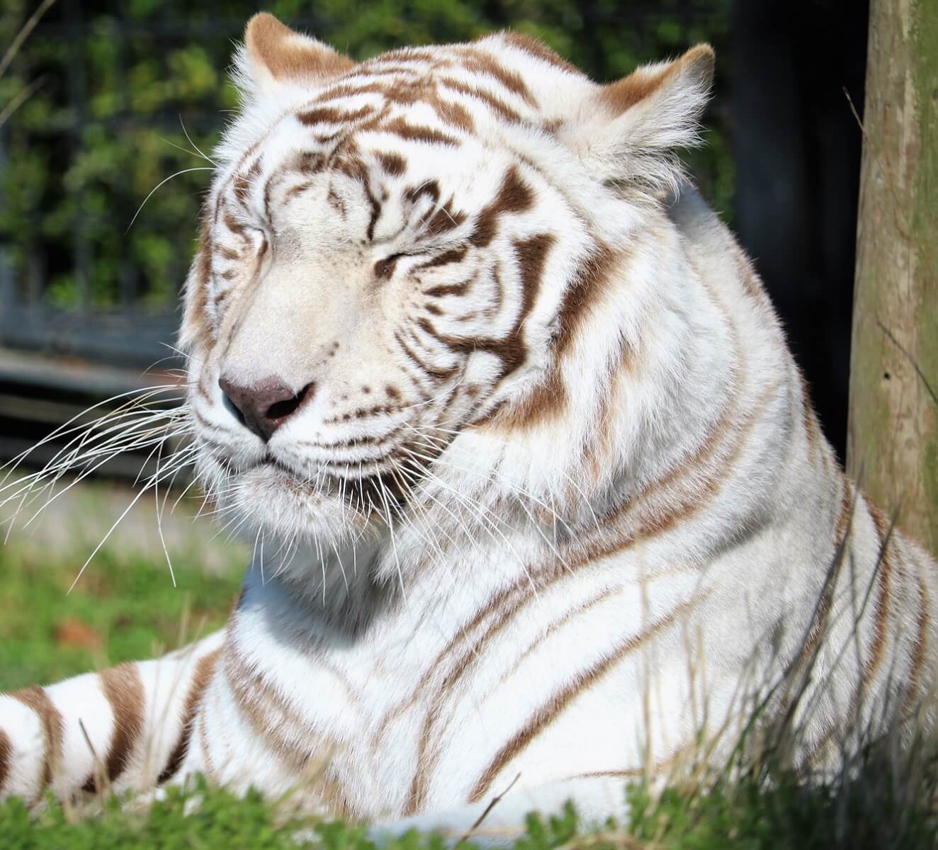 ホワイトタイガーとは 白いトラに隠された動物繁殖の真相 Zoo Zoo Diary 動物園と豆知識