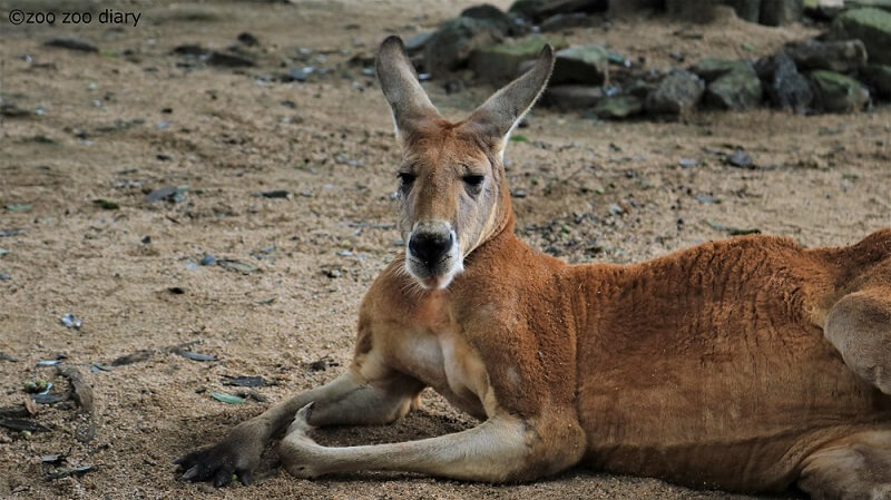 秋吉台サファリランド アカカンガルー