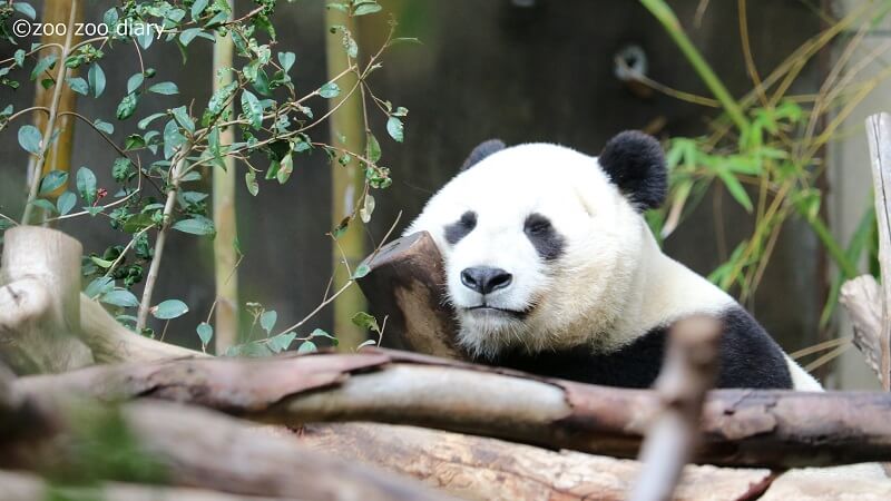 サンディエゴ動物園 ジャイアントパンダ