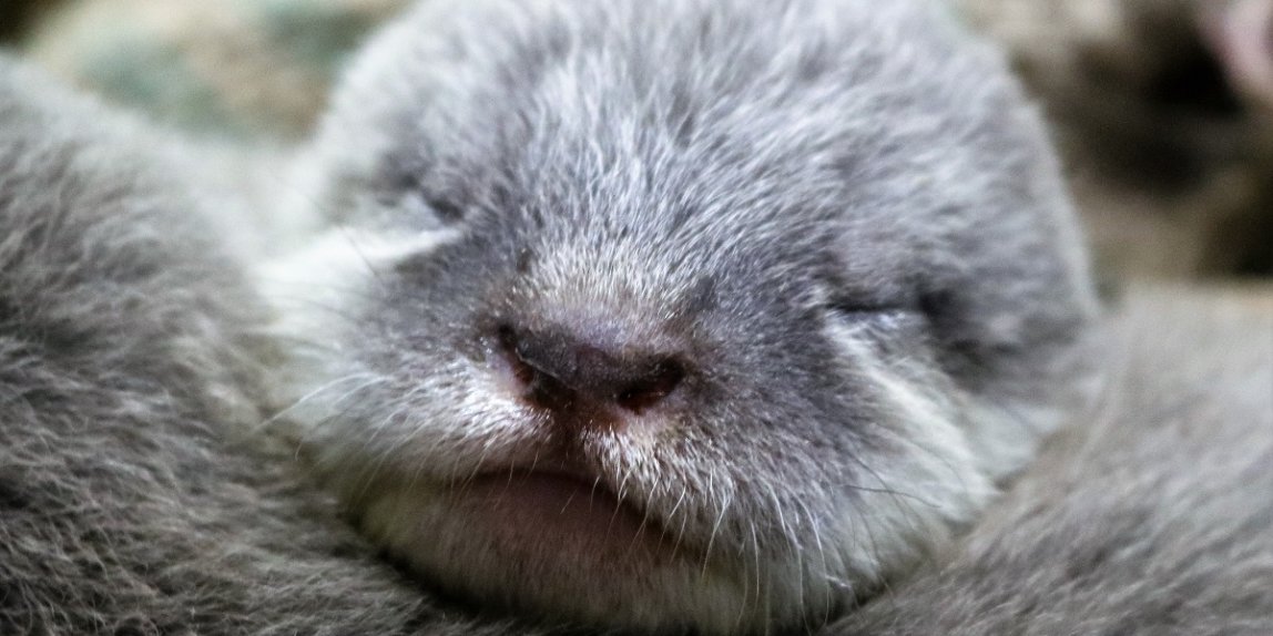 福岡市動物園 カワウソの赤ちゃん