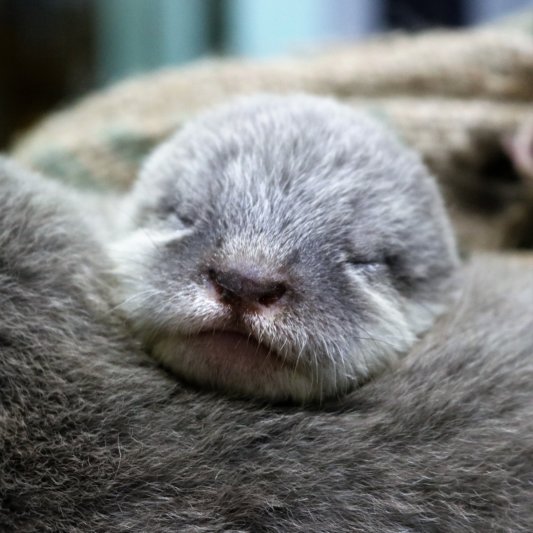 福岡市動物園 カワウソの赤ちゃん