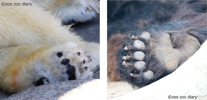 クマの肉球