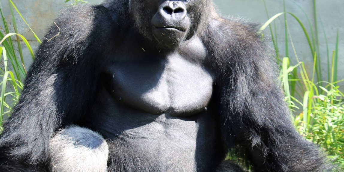 東山動植物園 ゴリラ シャバーニ