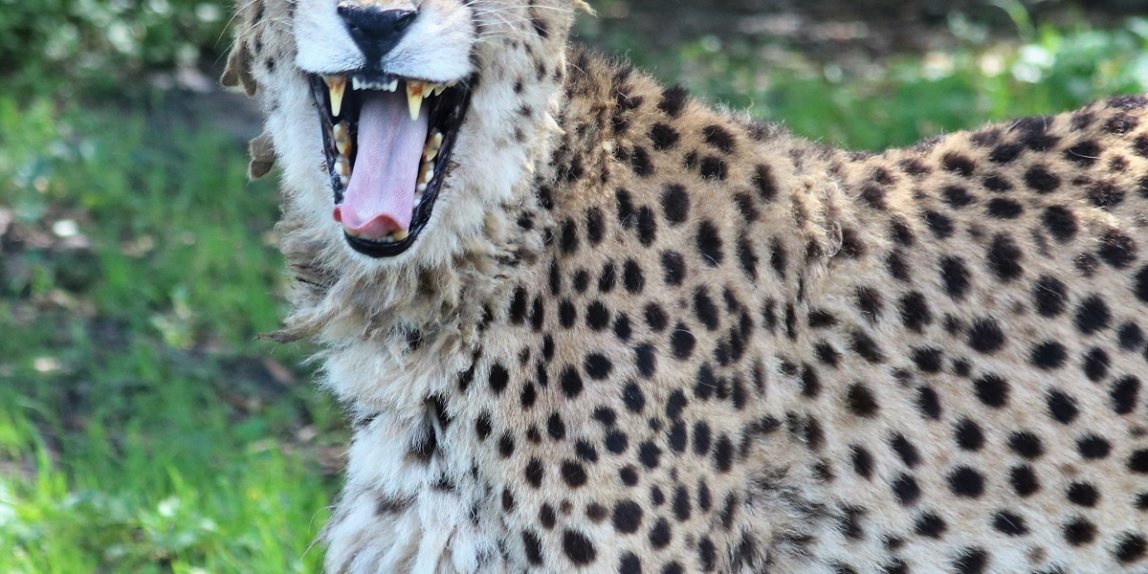 アフリカンサファリ チーター