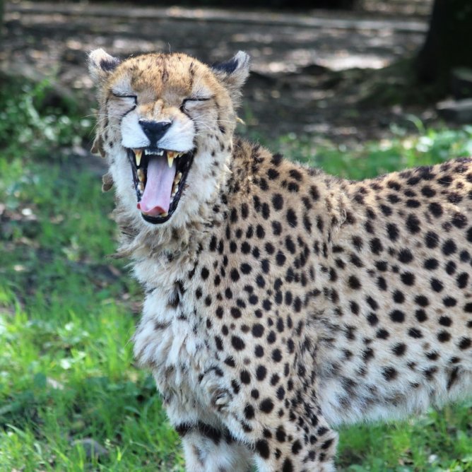 キングチーターとは 知っておきたいチーターの真実と速さの秘訣 Zoo Zoo Diary 動物園と豆知識