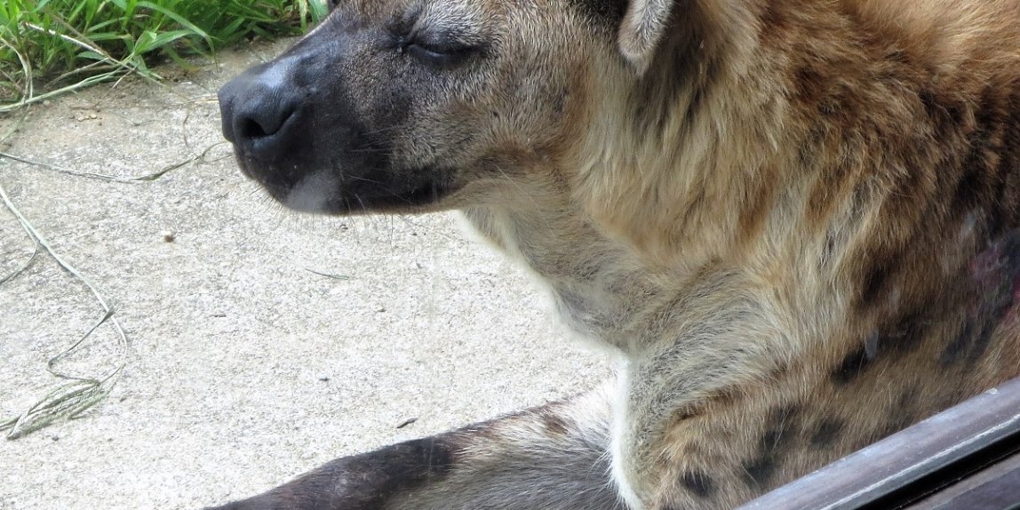 天王寺動物園 ハイエナ