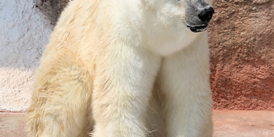平川動物園 ホッキョクグマ