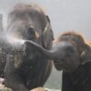 ゾウの耳と鼻の役割とは？ゾウの生態と体温調節