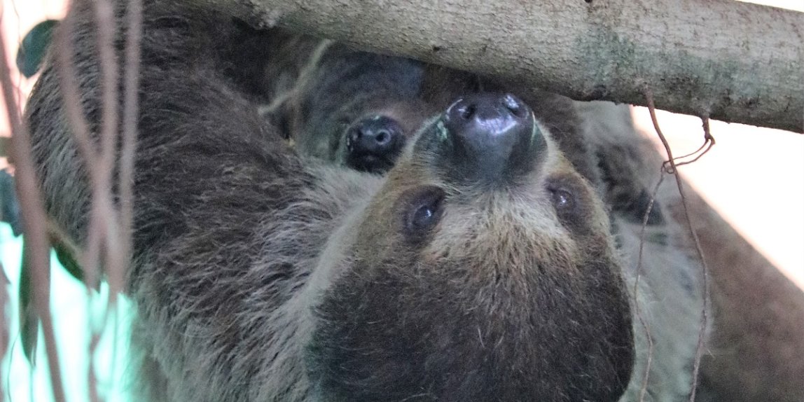 千葉市動物公園 ナマケモノ