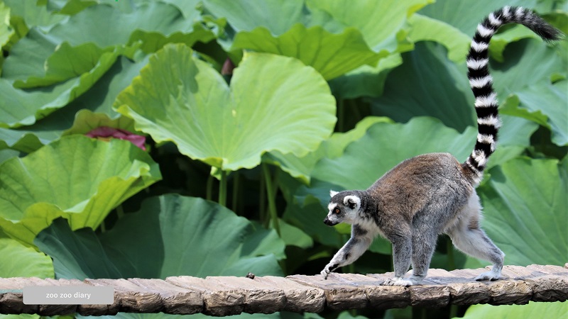 ワオキツネザル 上野動物園 不忍池