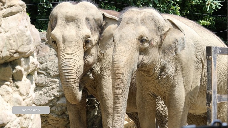 上野動物園 アジアゾウ 上野動物園 アジアゾウ