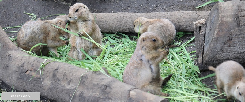上野動物園 オグロプレーリードッグ