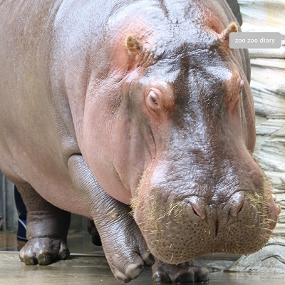 上野動物園 カバ ジロー