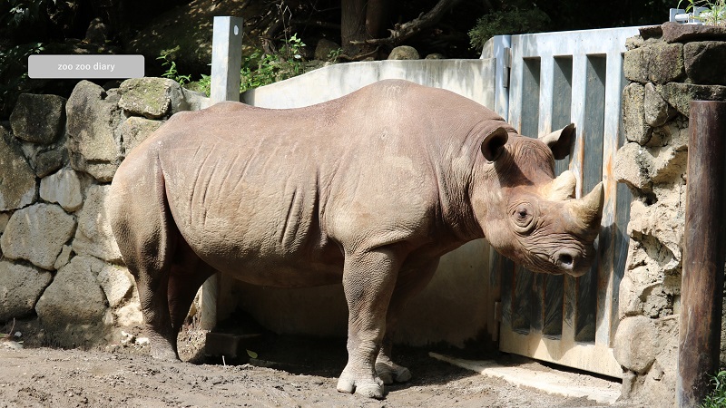 上野動物園 クロサイ マロ