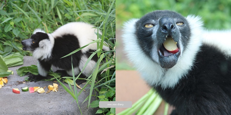 上野動物園 クロシロエリマキキツネザル 食事の時間